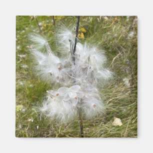 Milkweed   Butterfly   Magnet