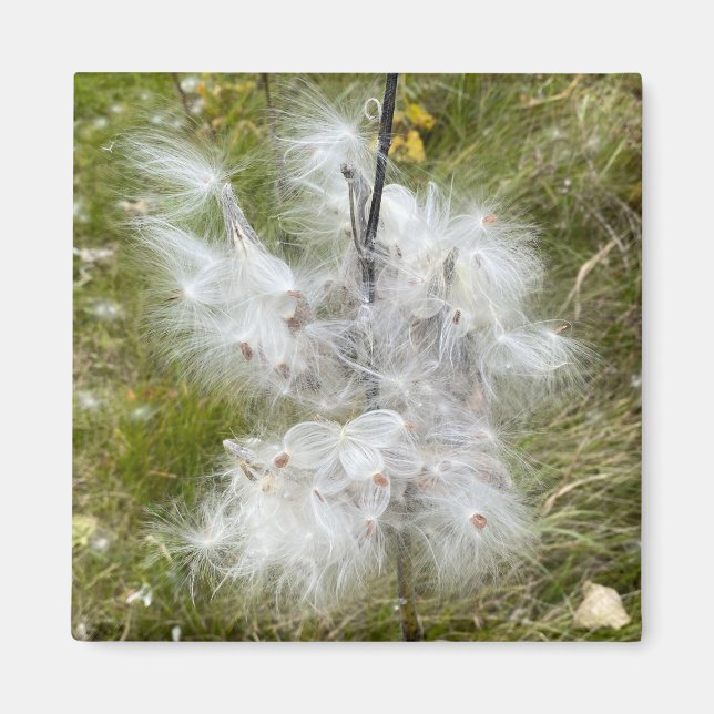 Milkweed | Butterfly | Office Magnet (Front)