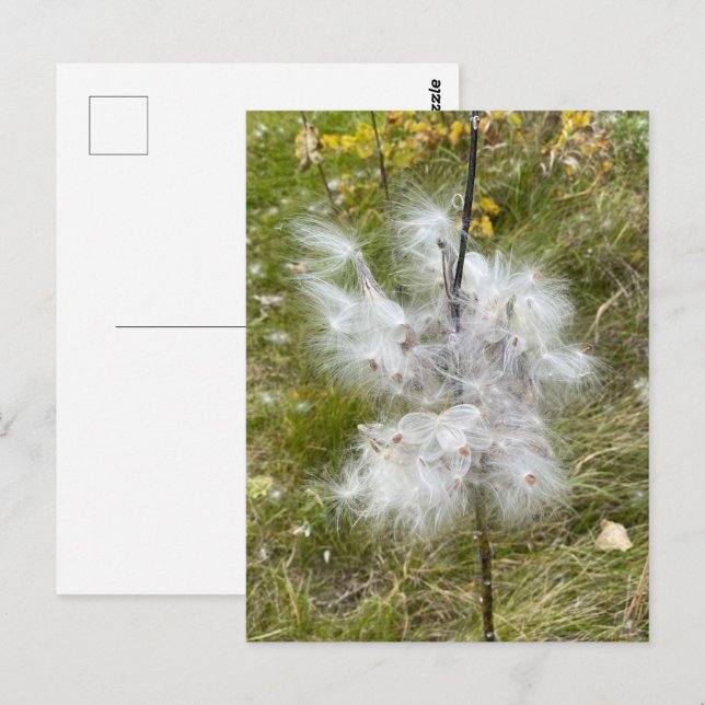 Milkweed | Butterfly | Postcard (Front/Back)