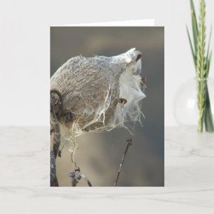 Milkweed Card
