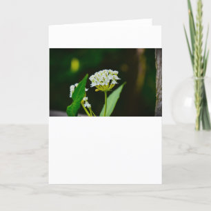 Milkweed, card