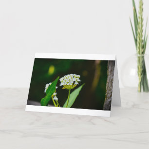 Milkweed, card