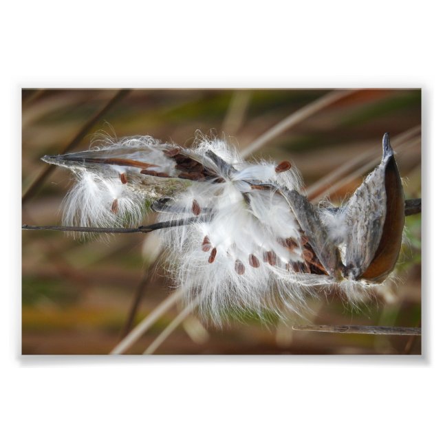 Milkweed Gone to Seed Photo Print (Front)