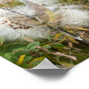 Milkweed   Natural Poster