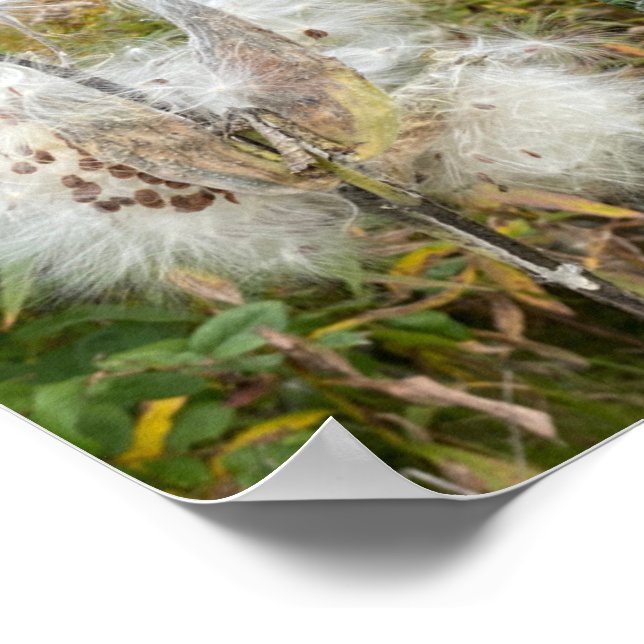 Milkweed | Natural Poster (Corner)