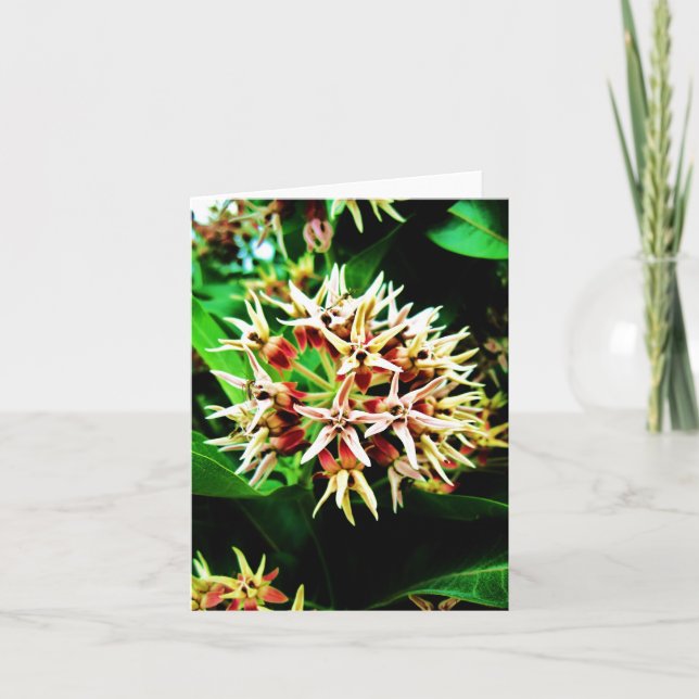 Milkweed Notecard (Front)