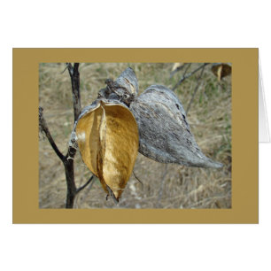 Milkweed Pods