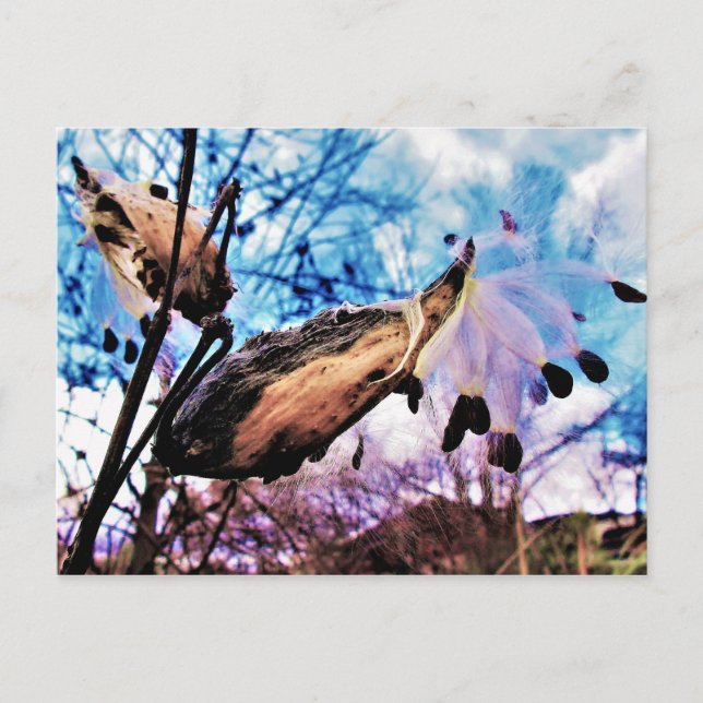 Milkweed Pods and Seeds Artsy Colourful Postcard (Front)