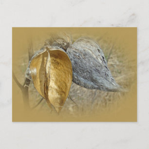 Milkweed Pods Postcard