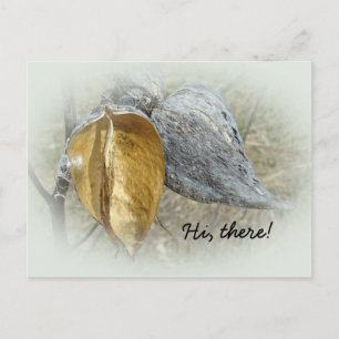 Milkweed Pods Postcard