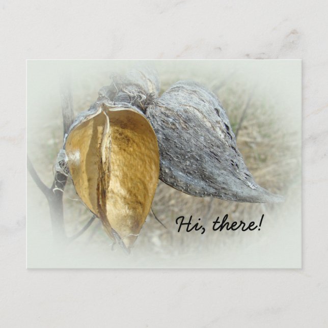 Milkweed Pods Postcard (Front)