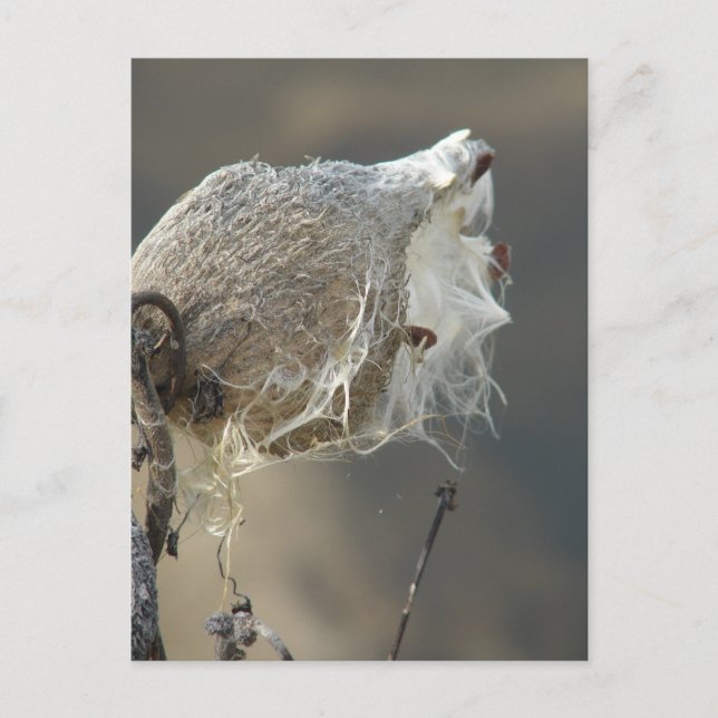 Milkweed Postcard (Front)