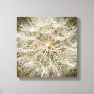 Milkweed Seed Pod Macro Canvas Print