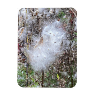 Milkweed Seeds and Silk Flexible Magnet
