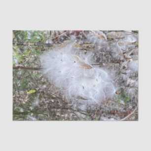 Milkweed Seeds and Silk Tissue Paper