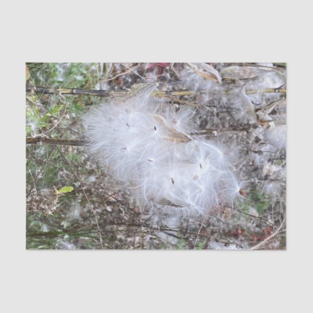 Milkweed Seeds and Silk Tissue Paper (Front)
