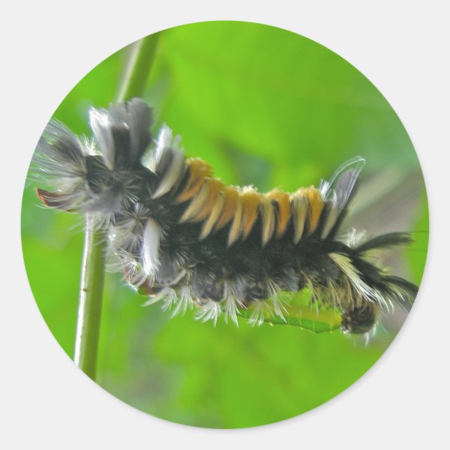 Milkweed Tussock Moth Caterpillar Items Classic Round Sticker (Front)