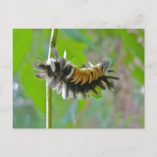 Milkweed Tussock Moth Caterpillar Items Postcard