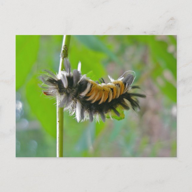 Milkweed Tussock Moth Caterpillar Items Postcard (Front)