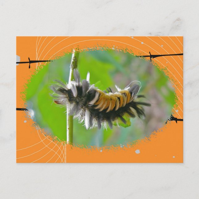 Milkweed Tussock Moth Caterpillar Orange Items Postcard (Front)