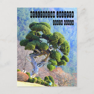 Millennium Juniper in Gapyeong Korea Postcard