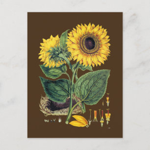Miller: Sunflower Postcard
