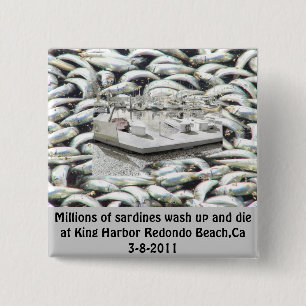 Millions of Sardines 3-8-2011_ 2 Inch Square Button