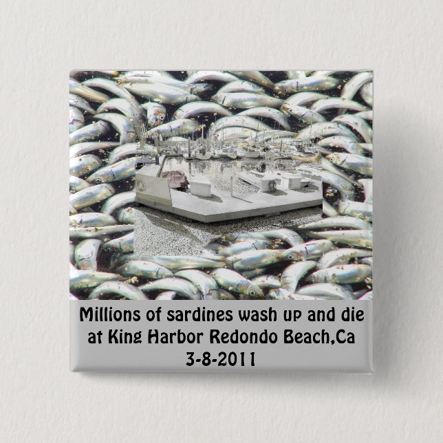 Millions of Sardines 3-8-2011_ 2 Inch Square Button (Front)