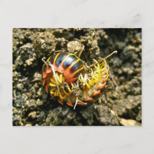 Millipede Polydesmida (Sigmoria aberrans) Items Postcard