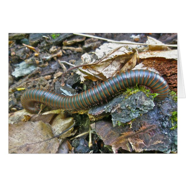 Millipede Series Items (Front Horizontal)