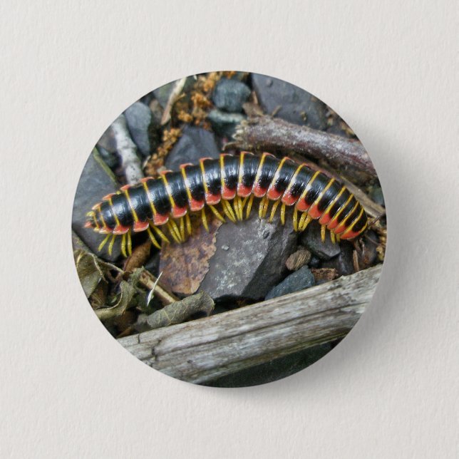 Millipede Series Items 2 Inch Round Button (Front)