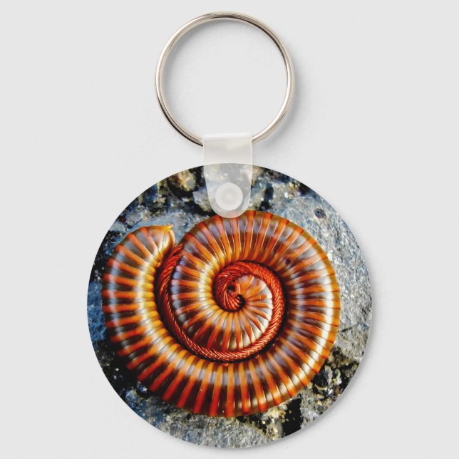 Millipede Trigoniulus Corallinus Curled Arthropod Keychain (Front)