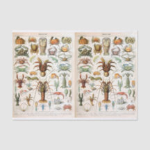 Millot Illustration, Crustaceans, Decoupage
