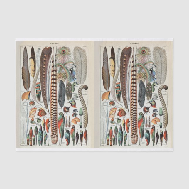 Millot Illustrations, Bird Feathers, Decoupage Tissue Paper (Front)