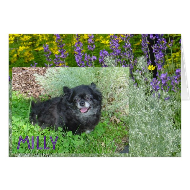 Milly's Card (Front Horizontal)