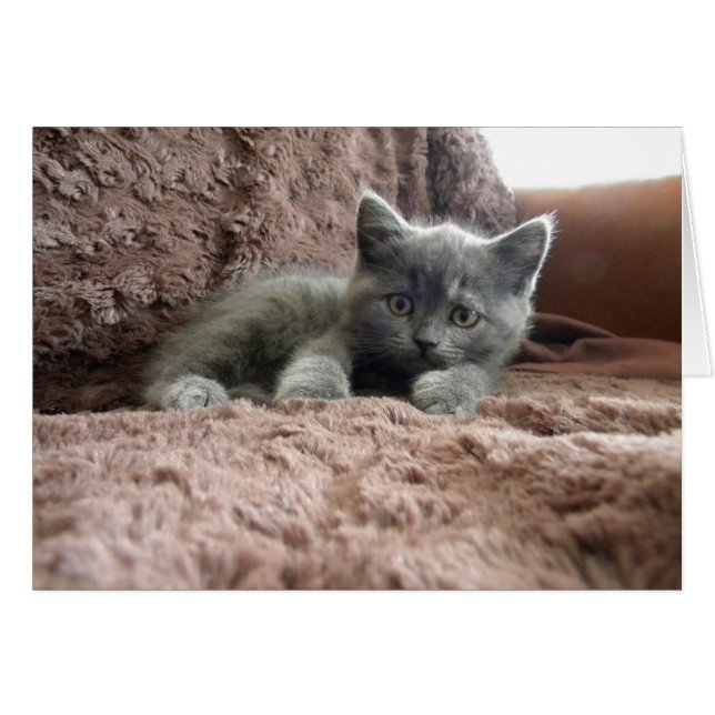 Milo Piddlewhiskers (Front Horizontal)