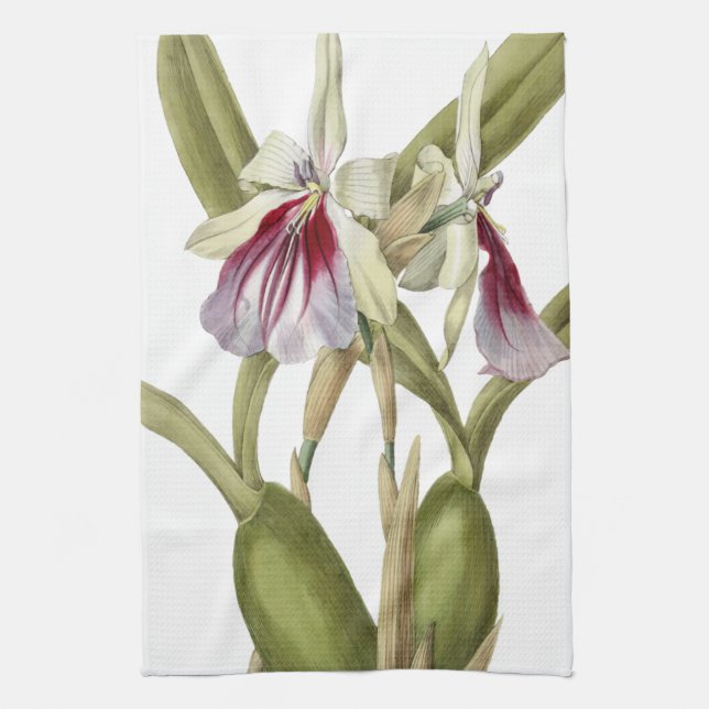 Miltonia Spectabilis orchid botanical kitchen towe Kitchen Towel (Vertical)