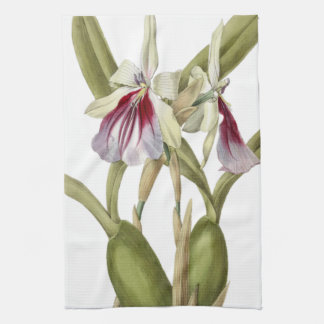 Miltonia Spectabilis orchid botanical kitchen towe Towel