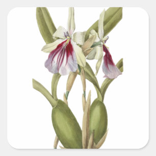 Miltonia Spectabilis orchid botanical sticker
