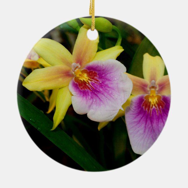 Miltonia Sunset Ceramic Ornament (Back)