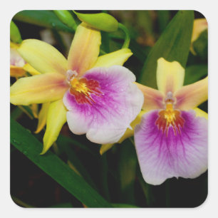 Miltonia Sunset Square Sticker