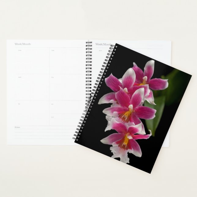 Miltonioda Sakura Planner (Display)