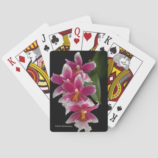 Miltonioda Sakura Playing Cards (Back)