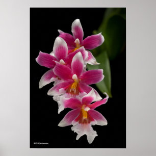 Miltonioda Sakura Poster