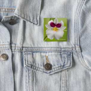Miltoniopsis Roezlii (Pansy Orchids) 2 Inch Square Button