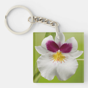 Miltoniopsis Roezlii (Pansy Orchids) Keychain