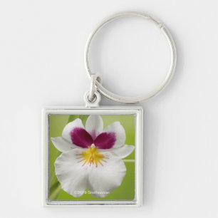 Miltoniopsis Roezlii (Pansy Orchids) Keychain