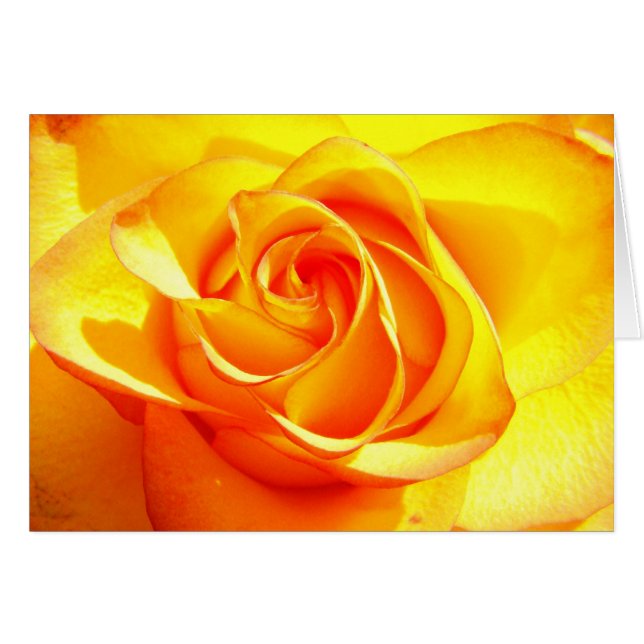 Mimi Rose (Front Horizontal)