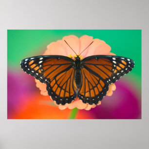 Mimic Of The Monarch Butterfly Poster