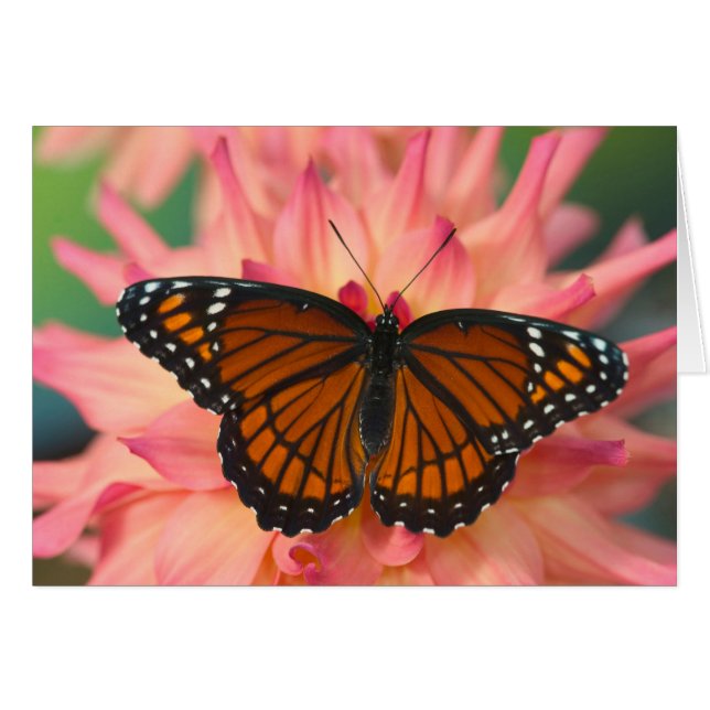 Mimique Du Papillon Monarque (Devant horizontal)